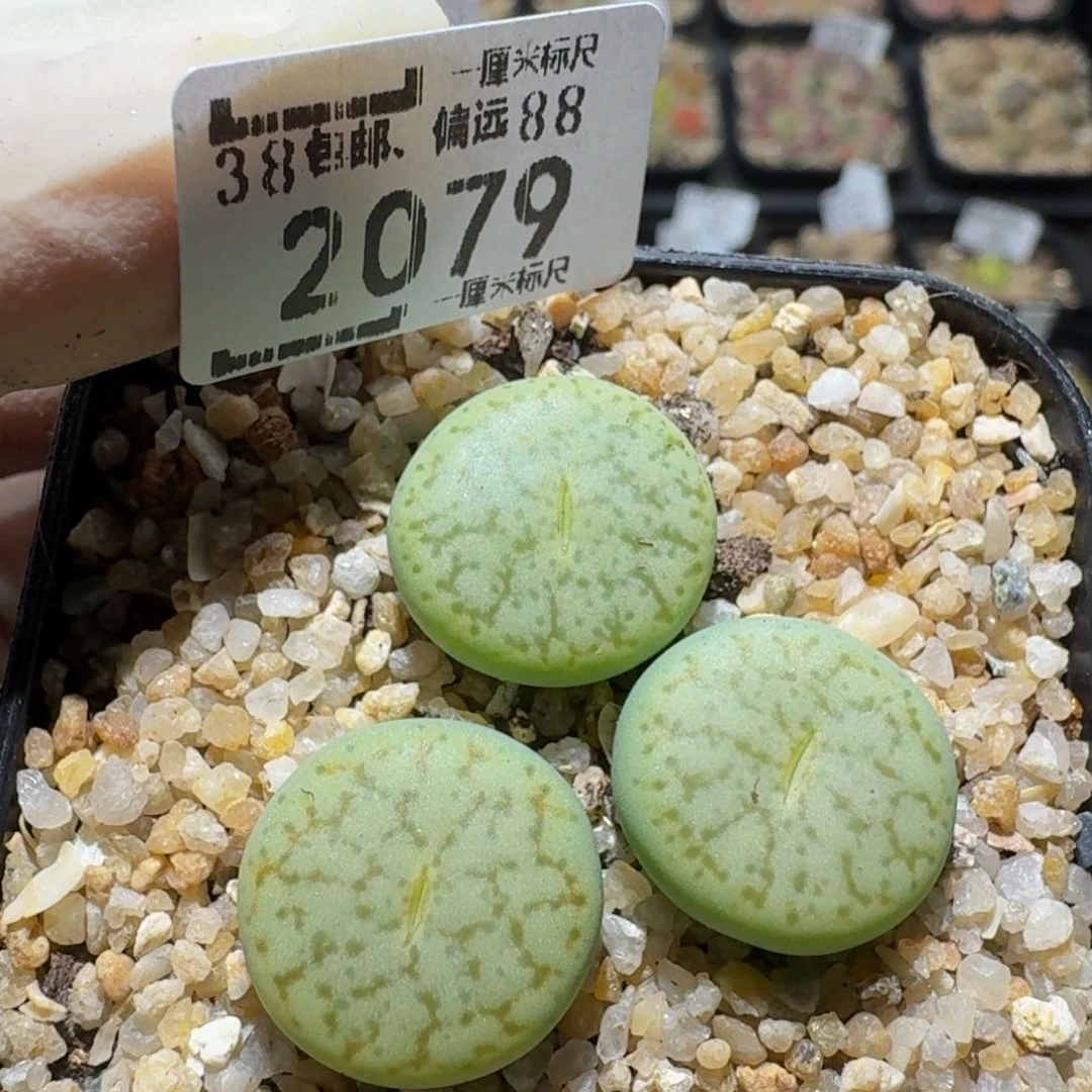 zzzz生石花肉锥2076绿曲