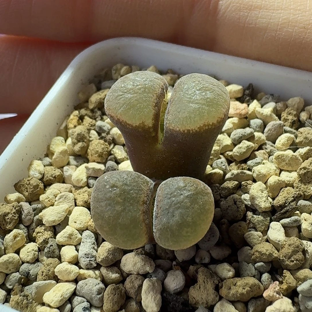 37号双头风铃一物一拍