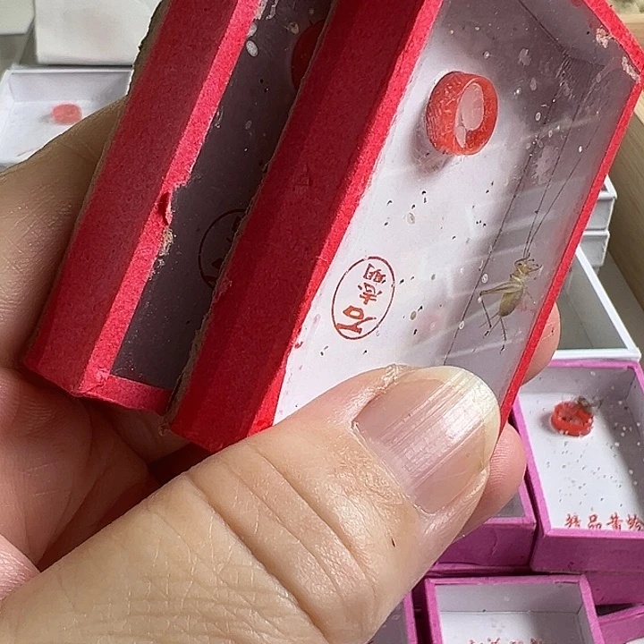 2只石老师大黄蛉好棒