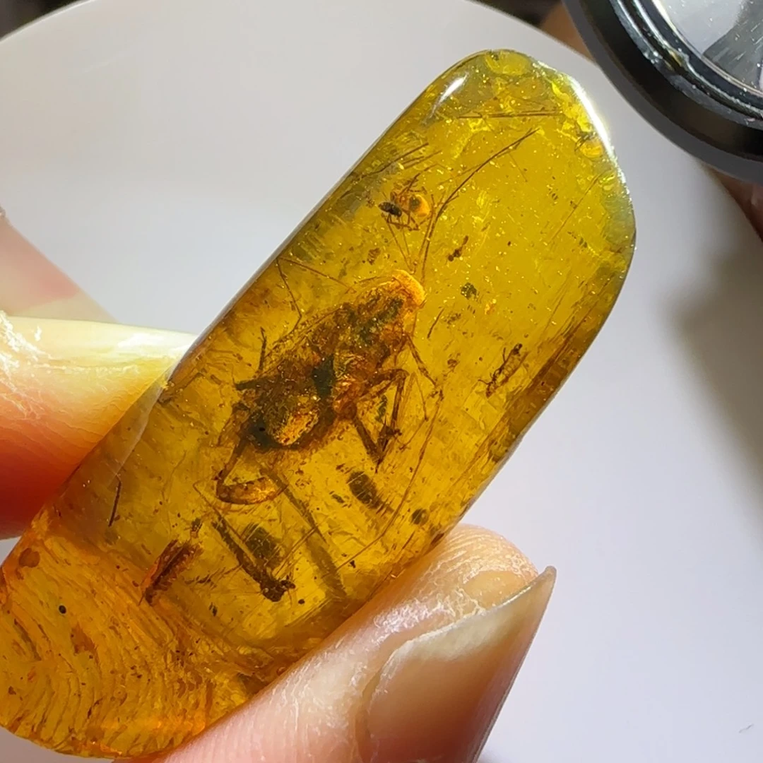 未镶嵌琥珀裸石合**琴虫珀