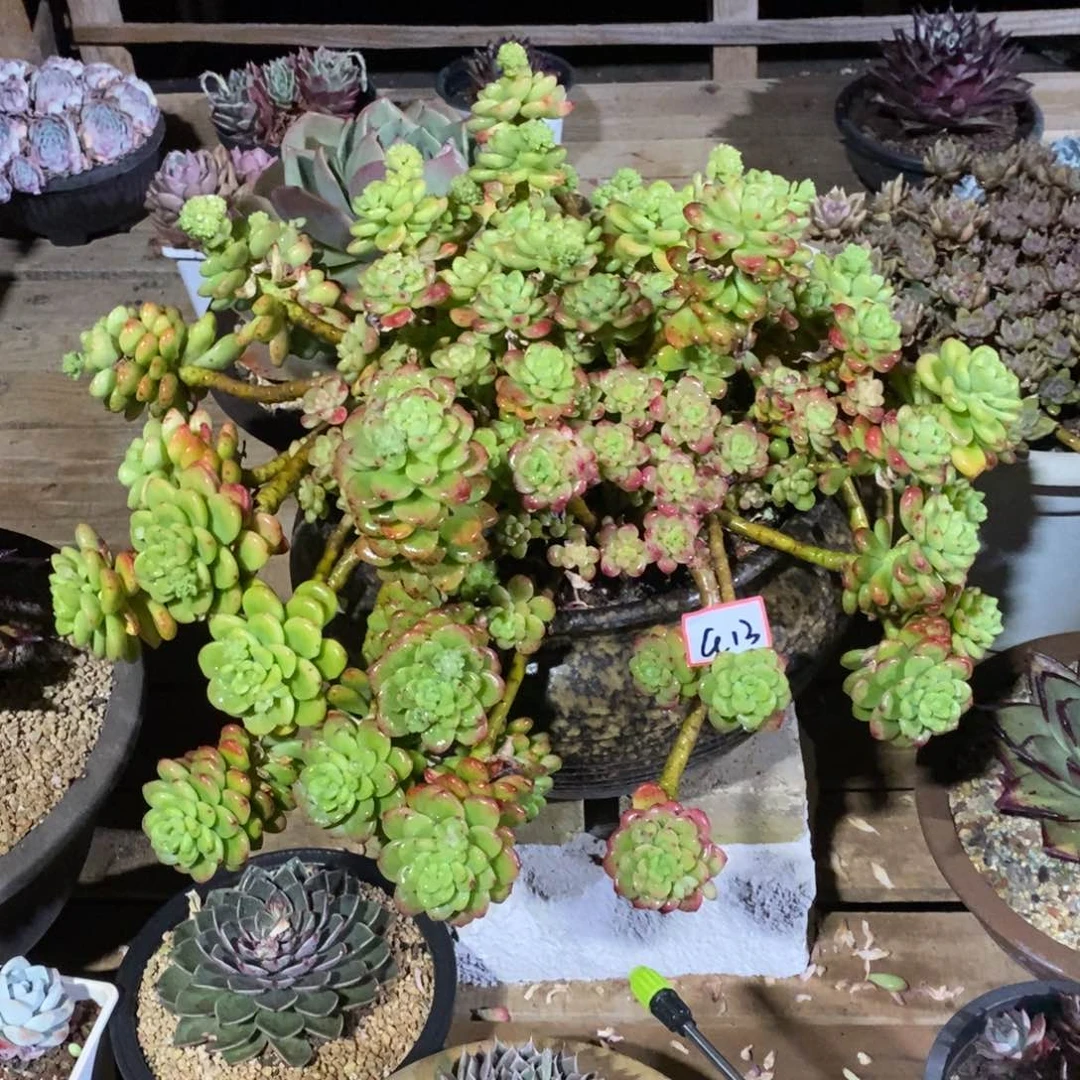 万**红福利大漏a13