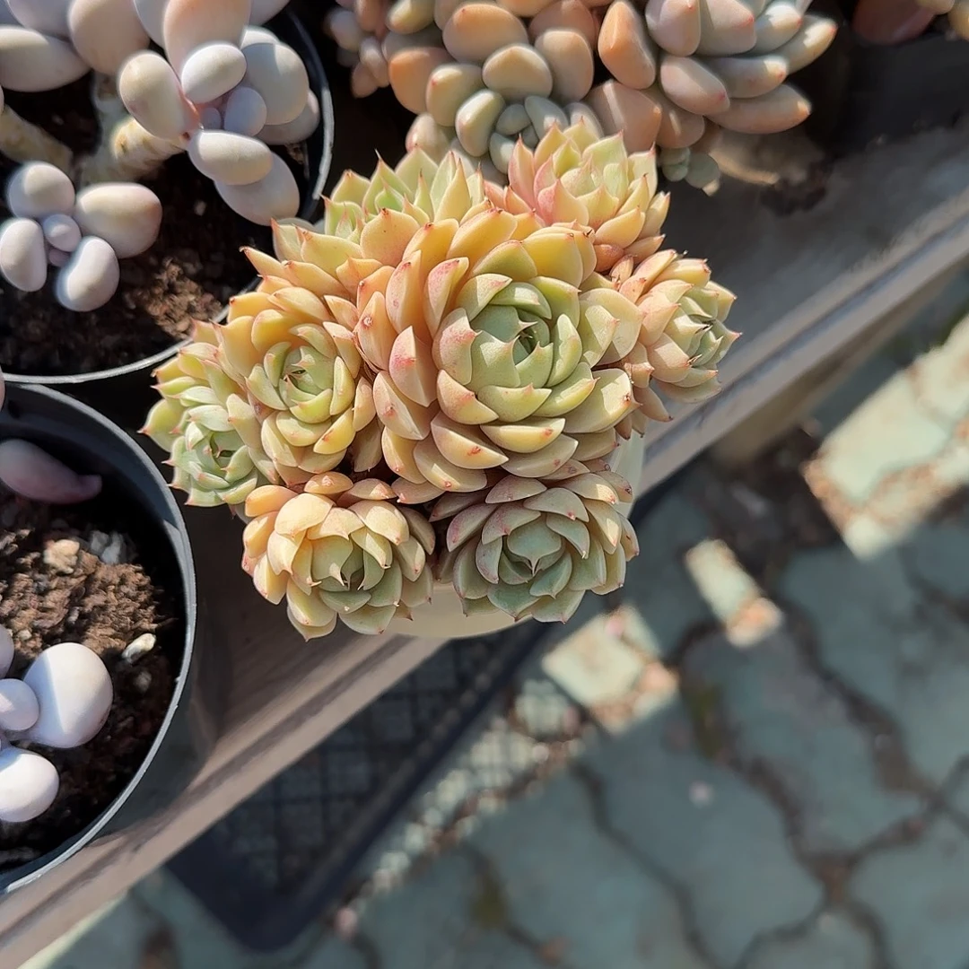 稳***福黄金笨吧帝斯多肉植物精品