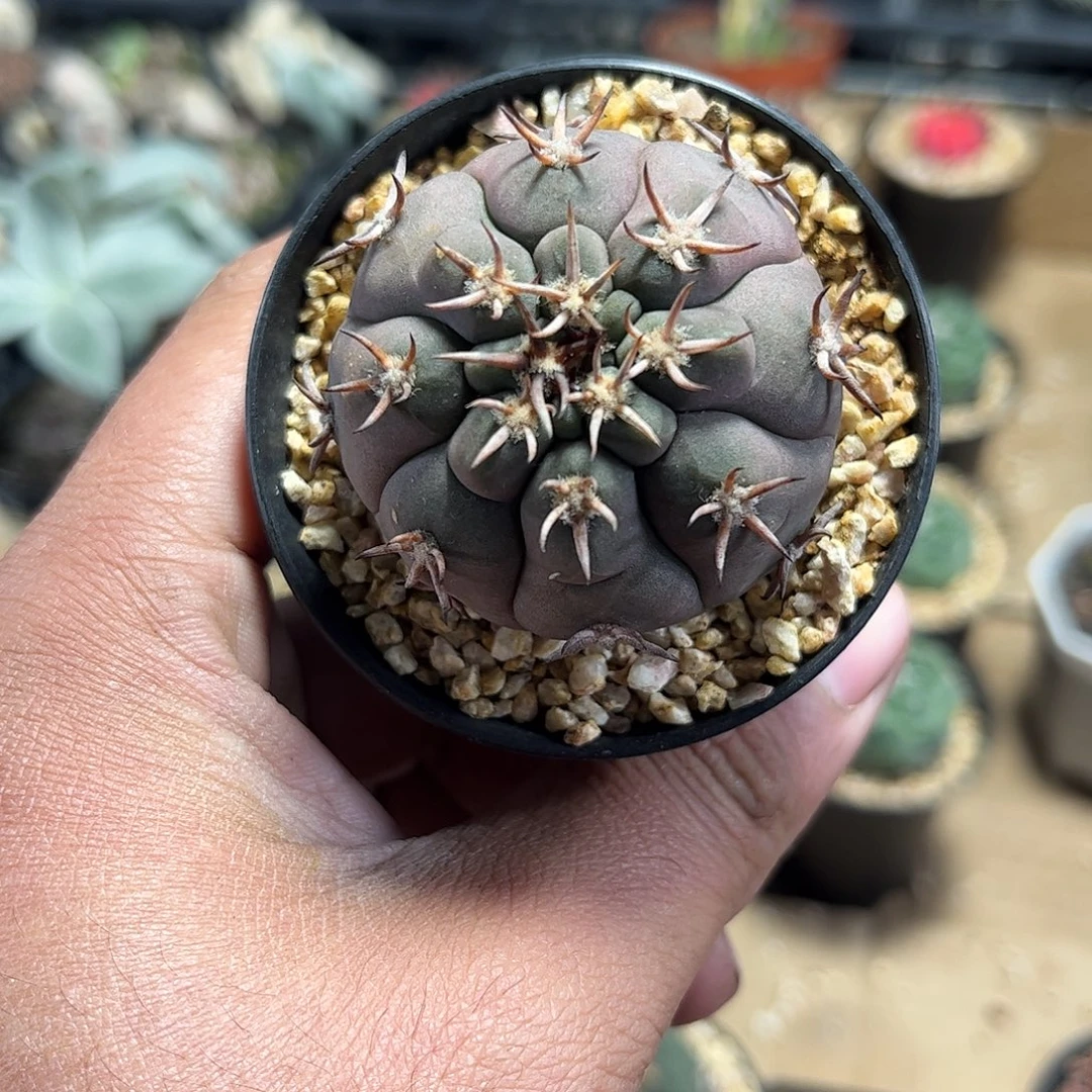 大猫爪单头发货单头发