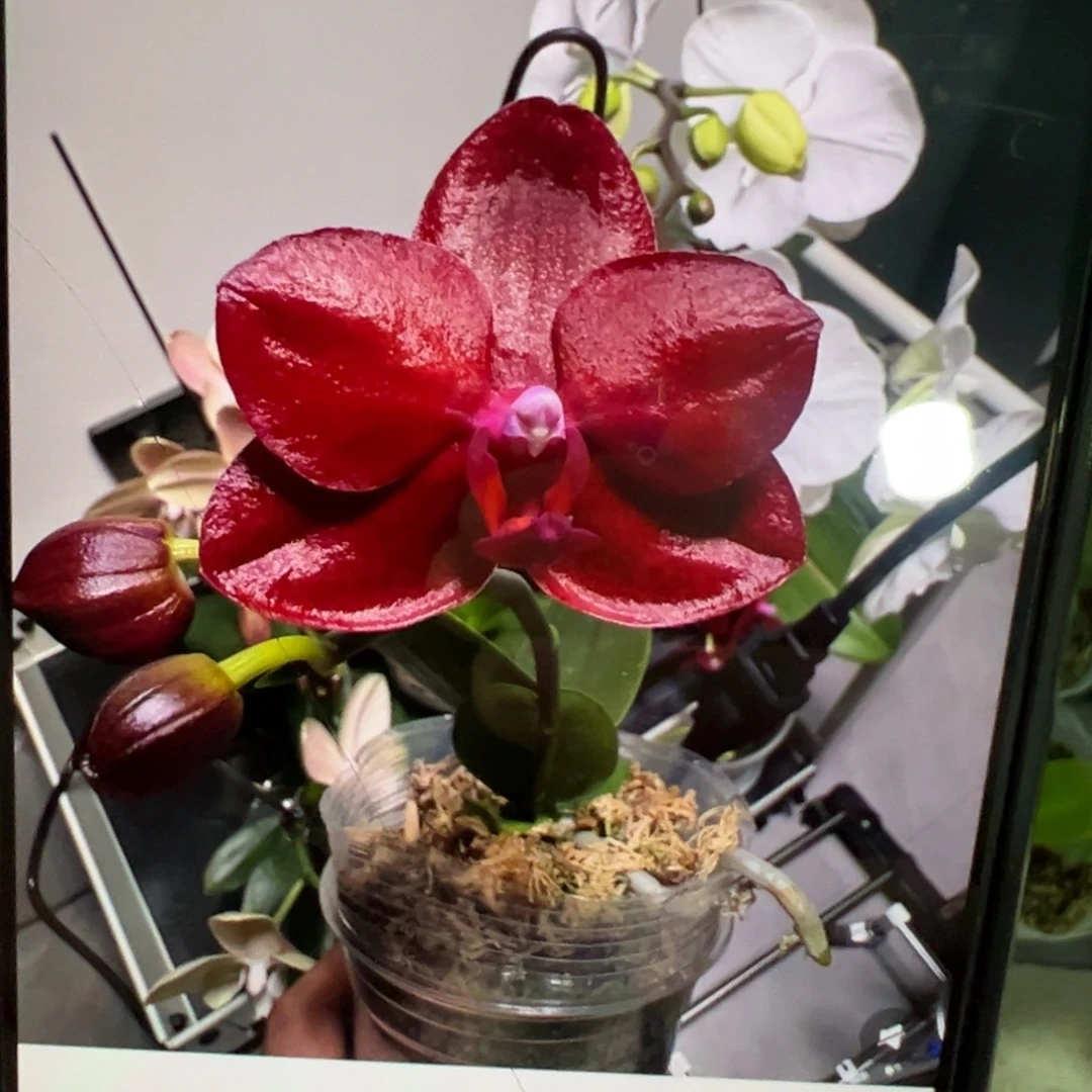 当前无花栽培后可以开花带剑台大红宝石新苗微瑕疵