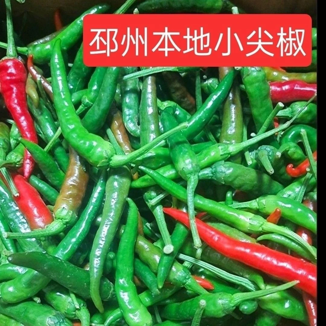 现摘邳州新鲜辣椒徐州新沂本地螺丝椒子农家自种枣庄朝天椒1-5斤