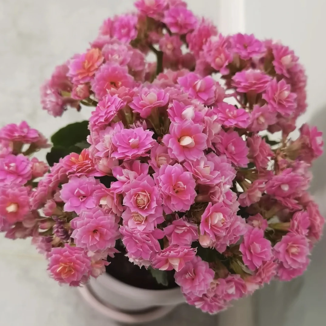 【亮妍】长寿花110盆