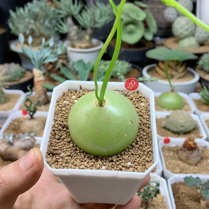 大苍角殿福利多肉522脱土