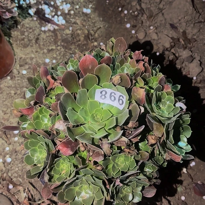 998香妃多肉植物不售后