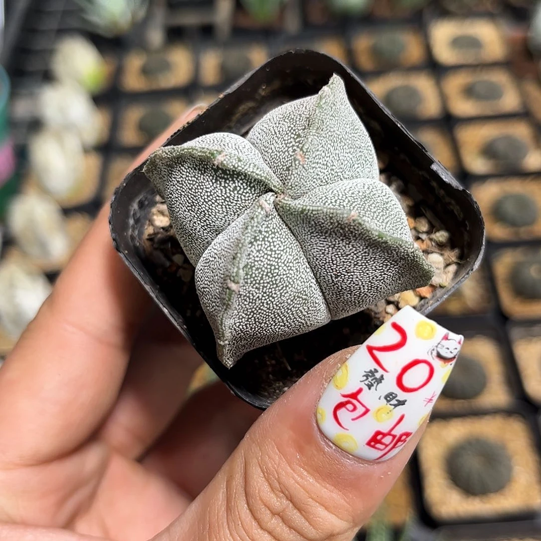 单头四角鸾凤玉单头发货有根