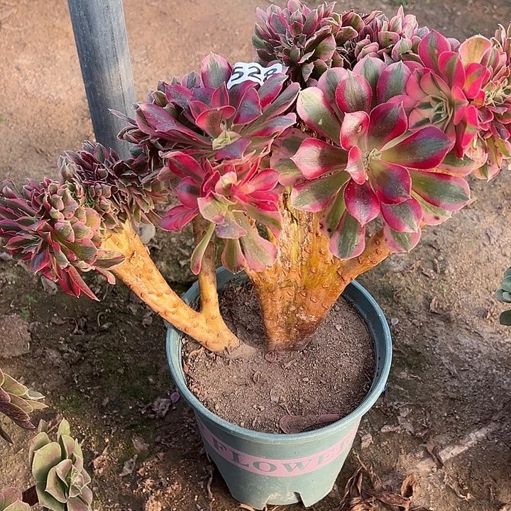 多肉植物粉女巫缀化528