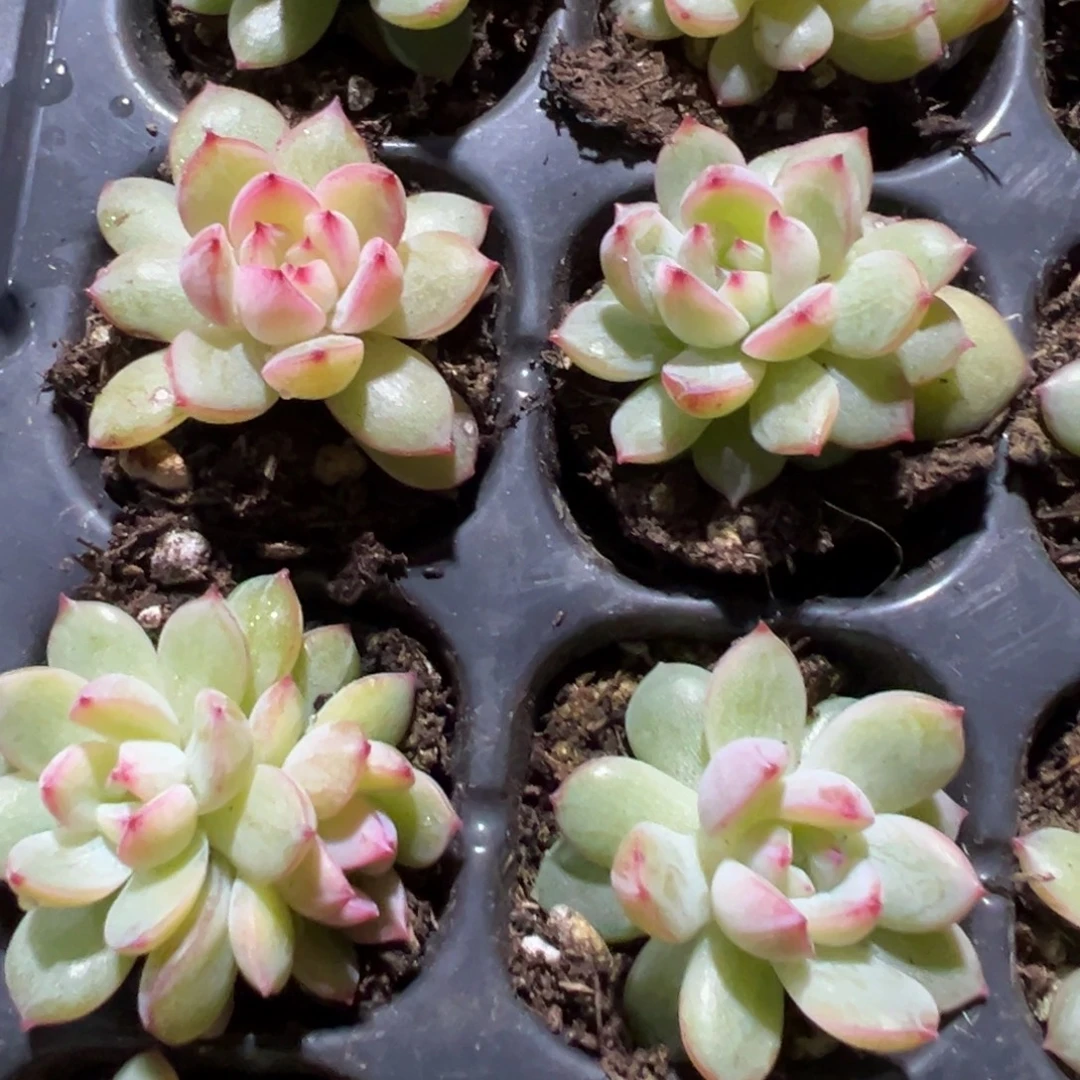 自家繁殖雪花珍妮穴盘到手4颗 大小3cm 量拍多肉满18包邮