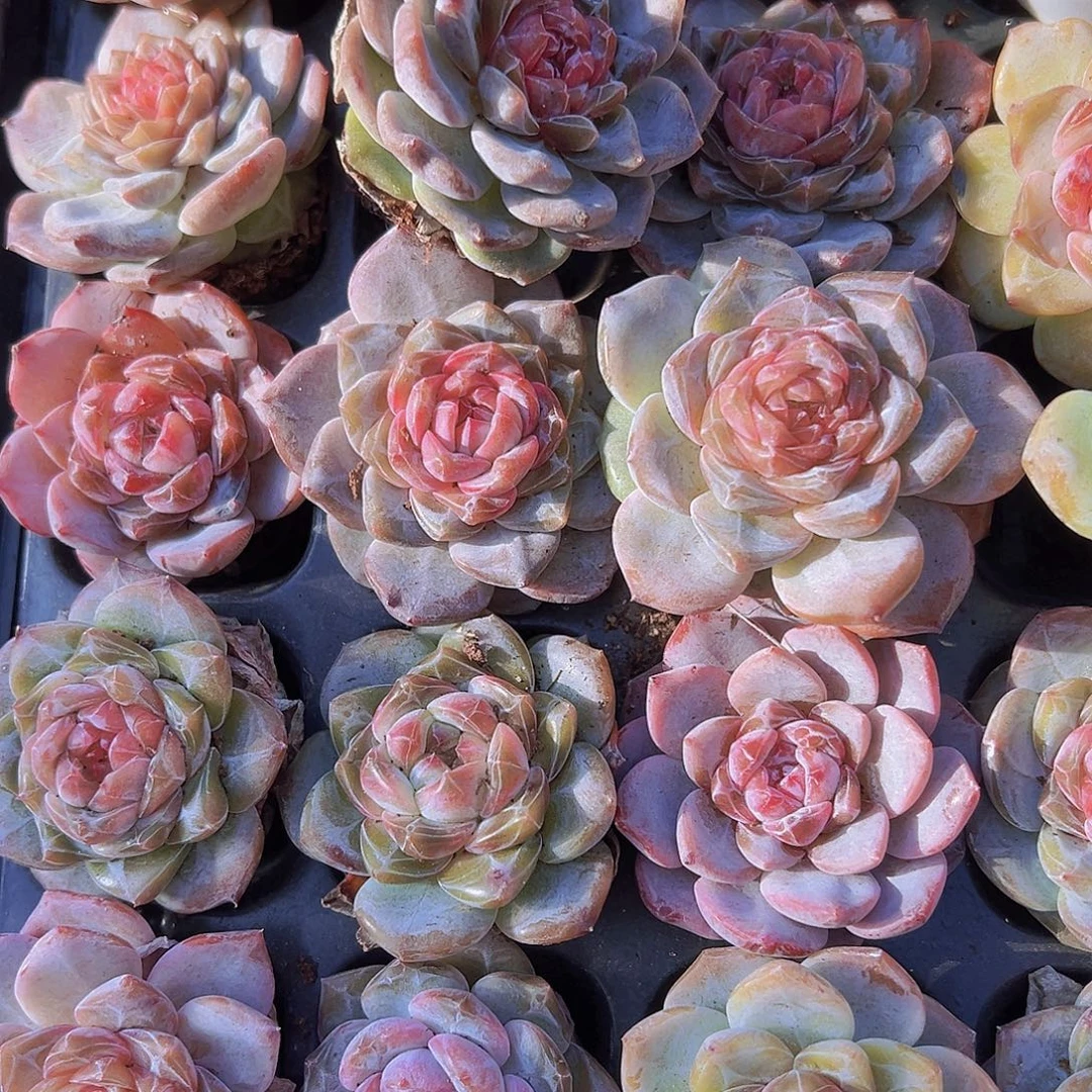 精品冰魄苗4颗19包邮