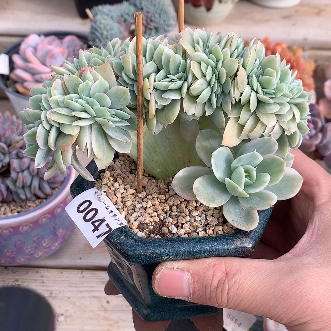 0047星纳塔锦缀一颗13厘米