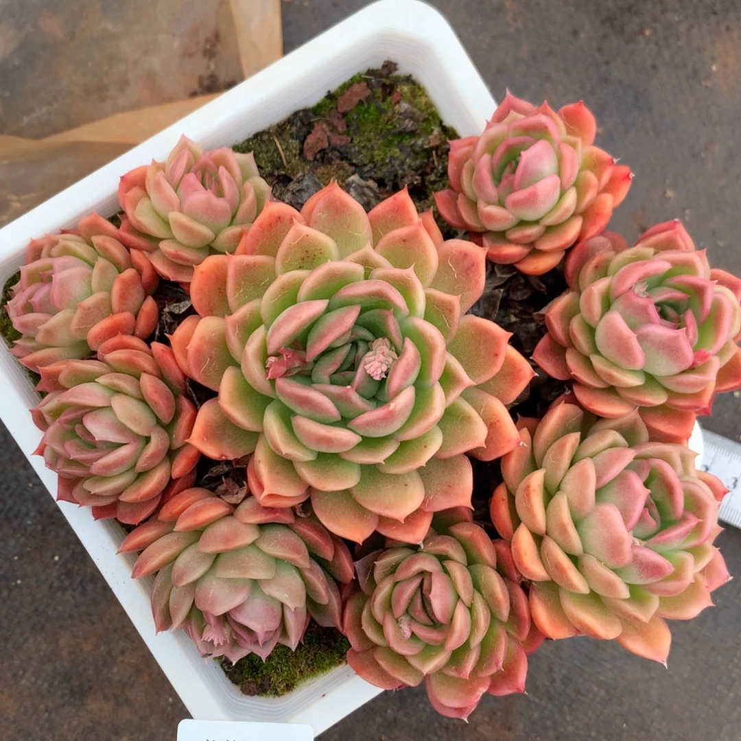 5137杂交精品基地16厘米