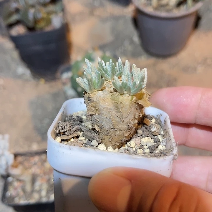 无花朵产地红花韧锦一物一拍