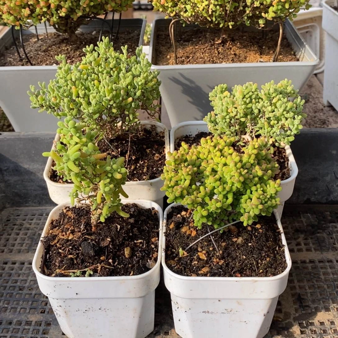 枝干番杏多肉植物150