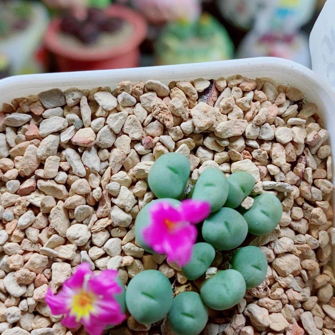 奕***艺生生石花花花花花花花585