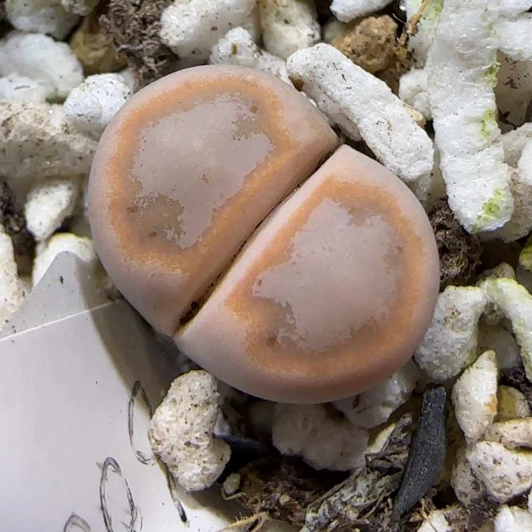 12.12.c216饼干.9007尺寸1.2cm