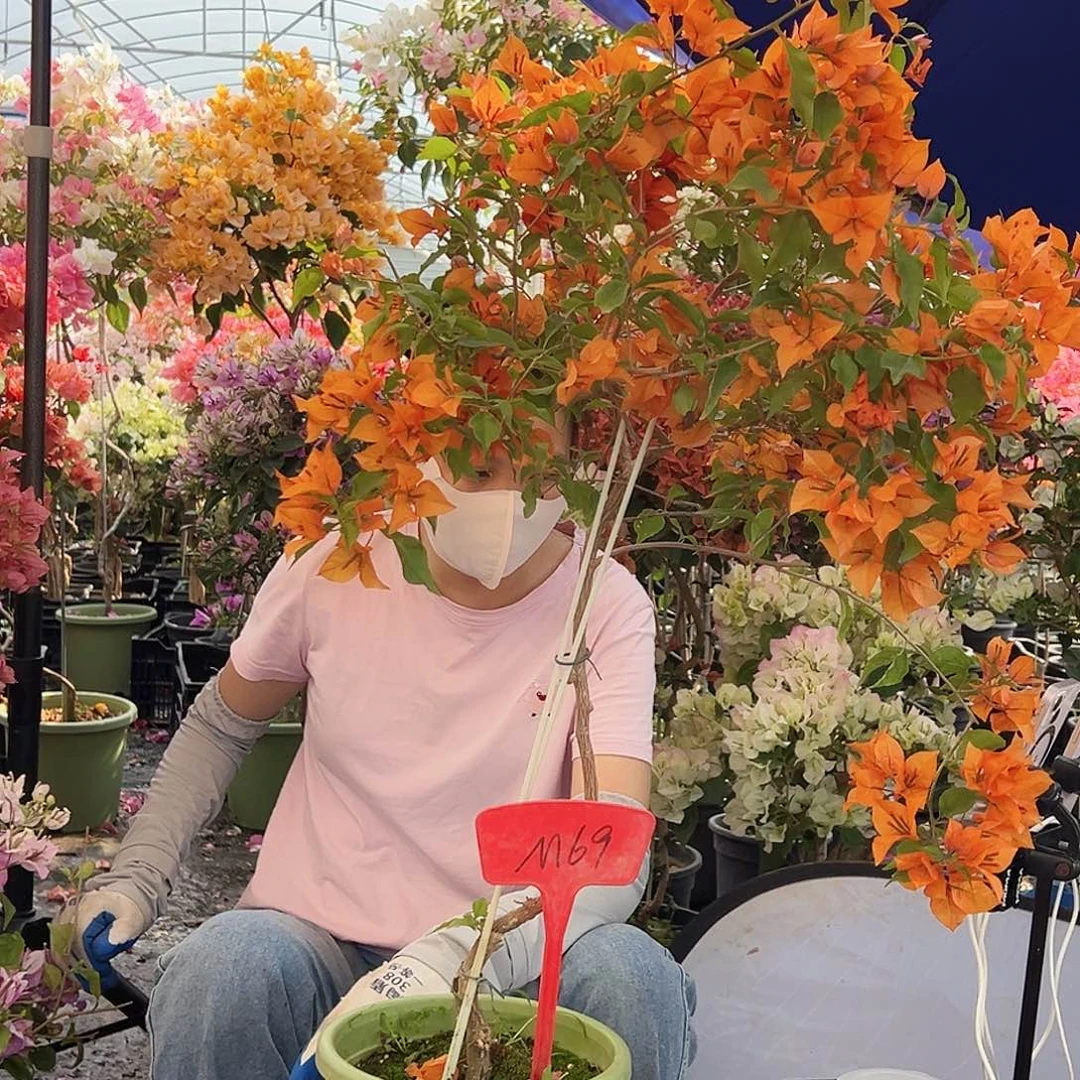 加***加大部分花苞少量开放M69橙桑巴