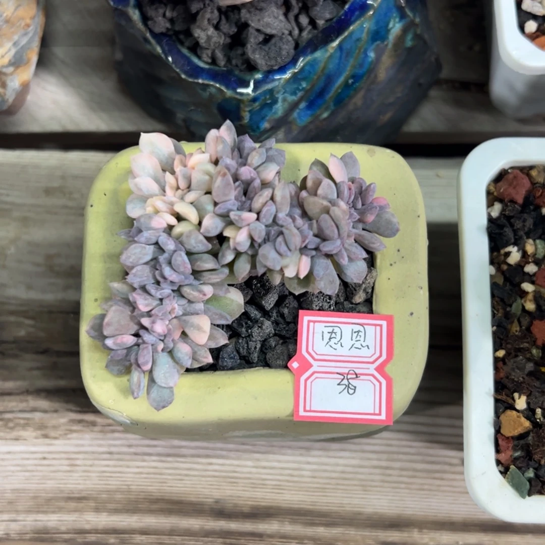 多肉植物多肉植物