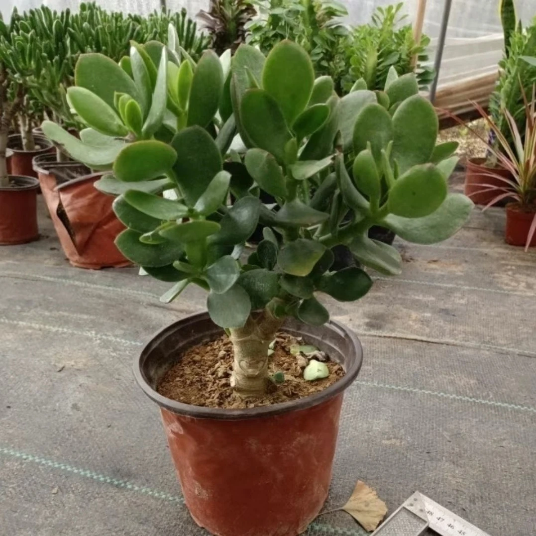 玉树盆栽老桩耐旱办公室内阳台客厅好养多肉植物