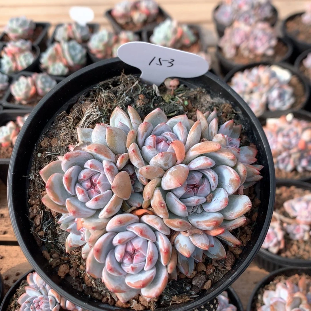 11.5厘米10头溏心石榴籽 153