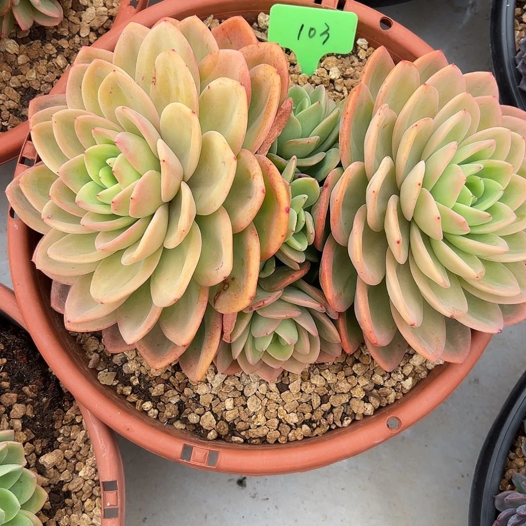 一物一拍103 柠檬茶多肉