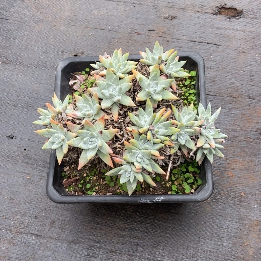 福利白雪多肉植物