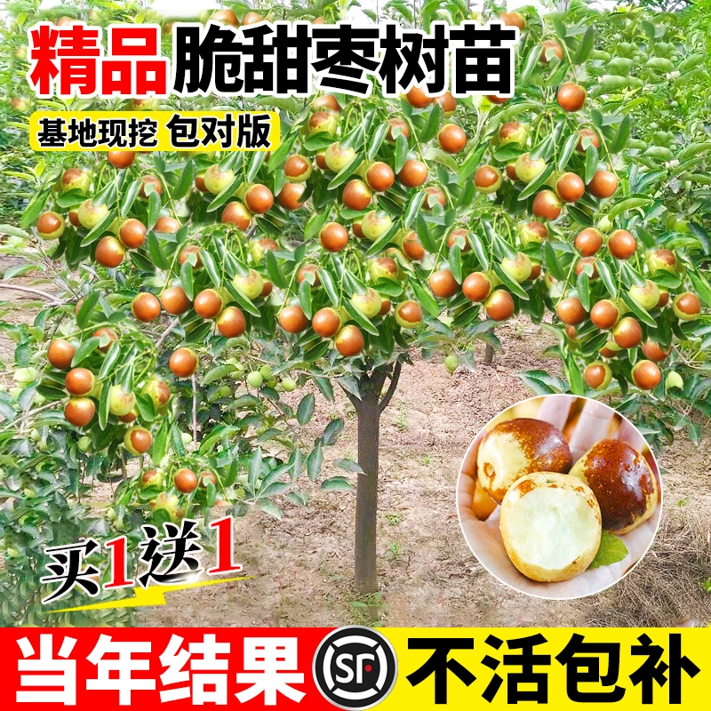 枣树活苗特大冬枣嫁接特大北方南方种植庭院葫芦枣树果树果苗盆栽