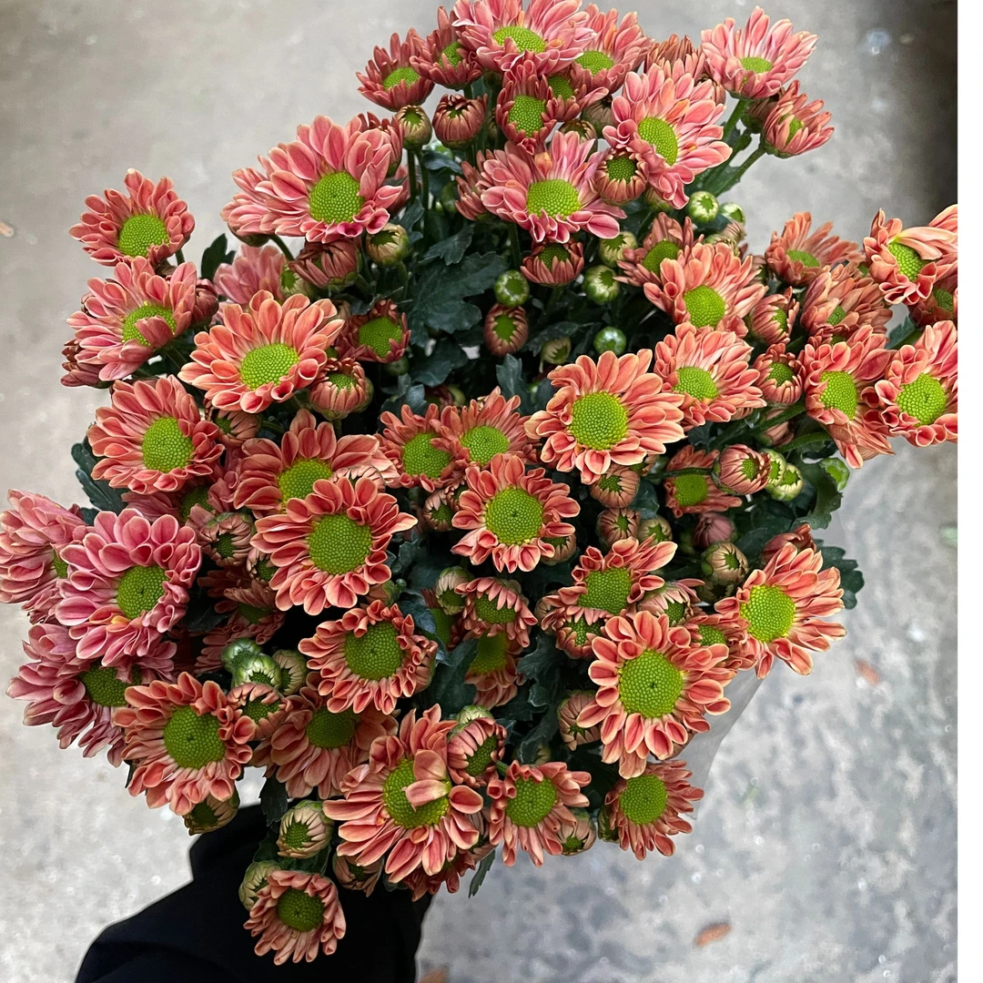 玲珑小菊10枝全店任意5单一个运费