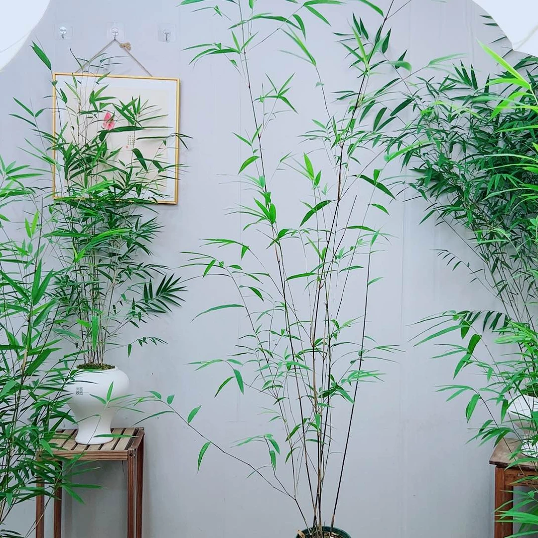 不开花植物内门竹