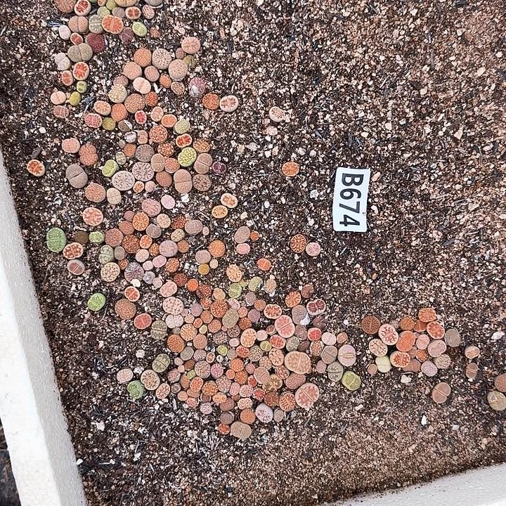 生674石花整筐脱土发货
