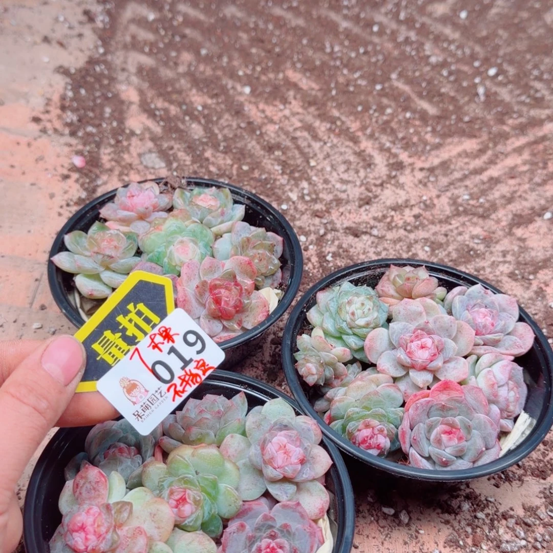 多肉植物多肉植物