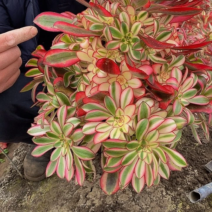 多肉香奈儿398多肉