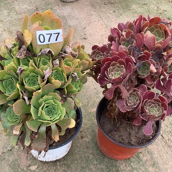 无花朵077绿杨蓉➕荷兰玫瑰多肉植物