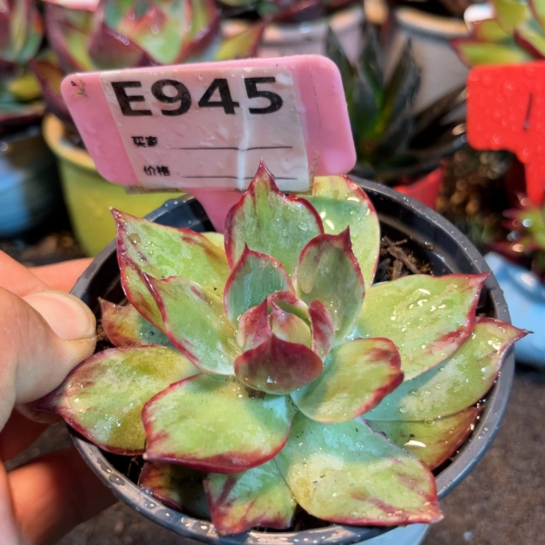 惊鸿仙子多肉植物945