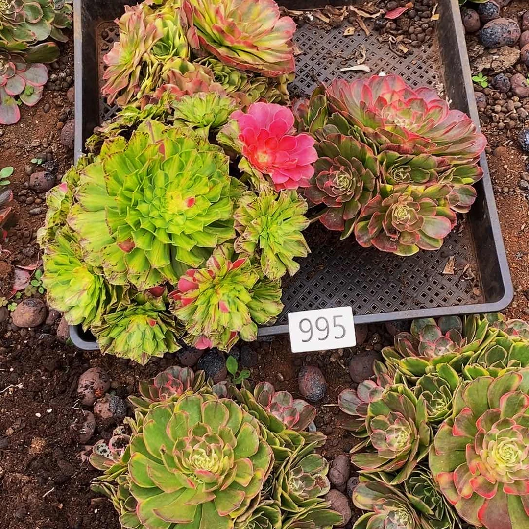 上古园艺多肉植物995