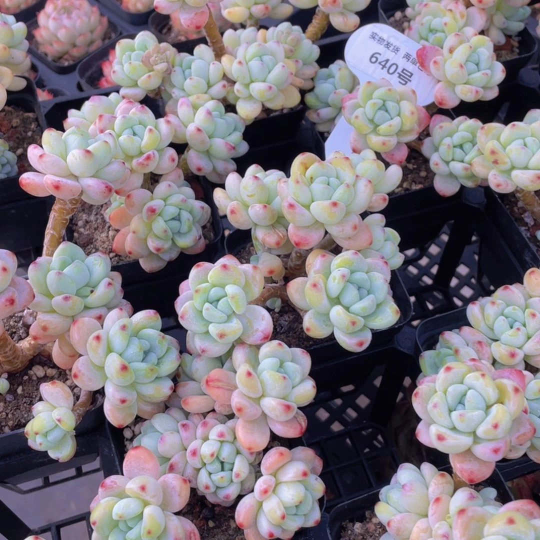 640号 老桩奶油全状态罗琦老桩大群一个