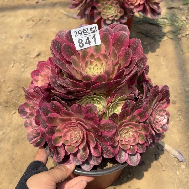 火龙果……多肉植物……