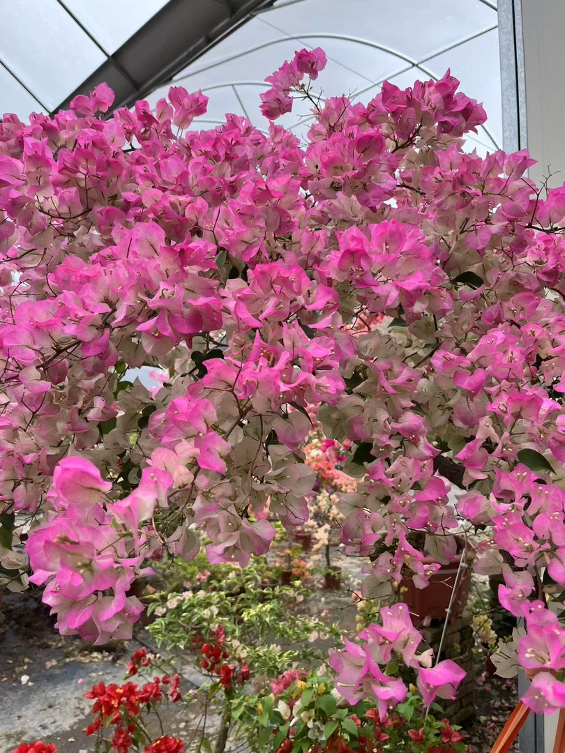 三角梅 绿樱 无纺布袋苗