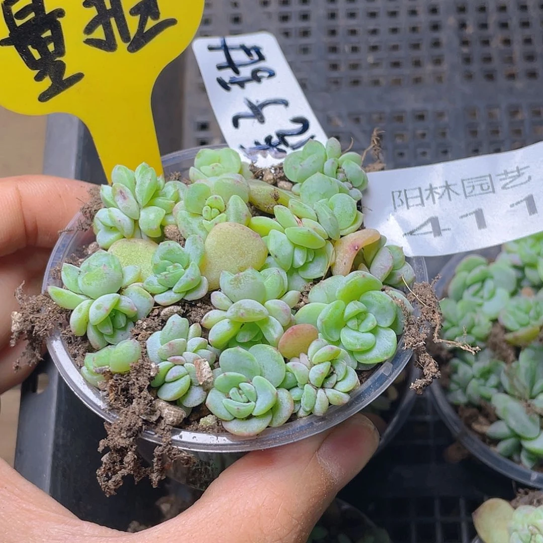 量拍多肉植物多肉植物411