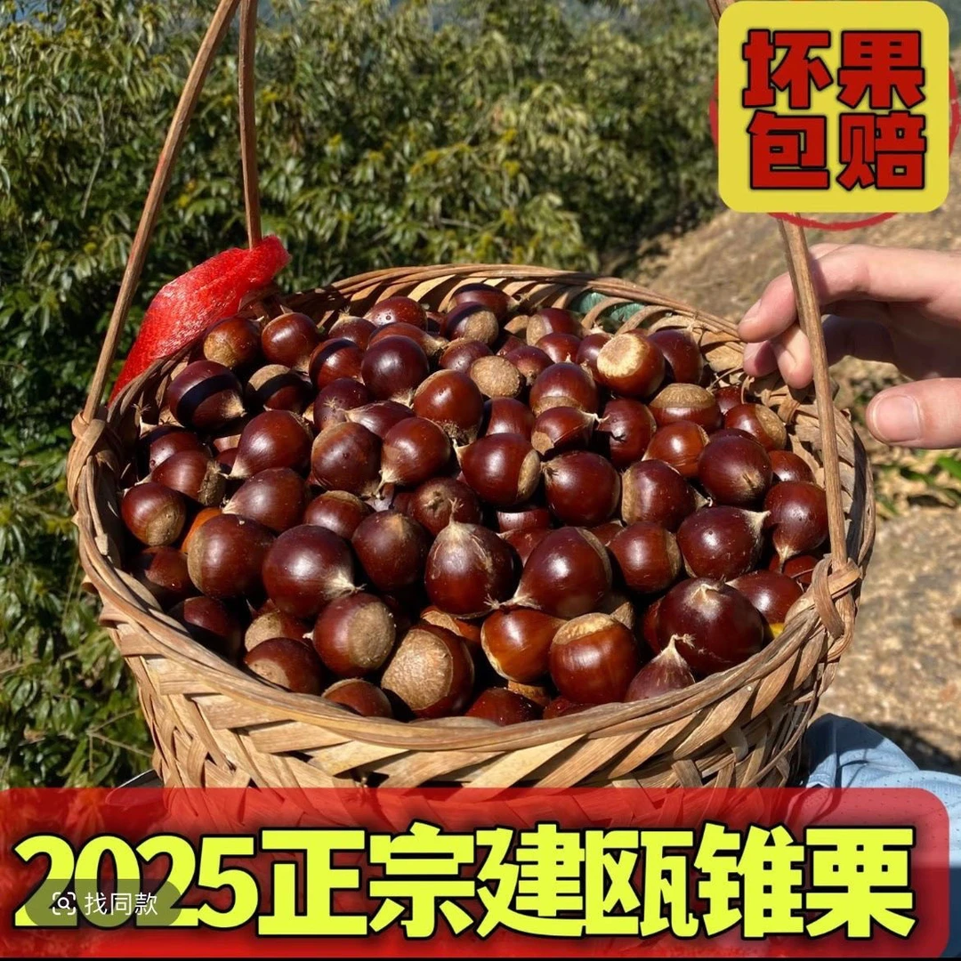 高山锥栗新鲜生栗子农家现摘锥栗油栗饱满粉糯香甜好剥皮