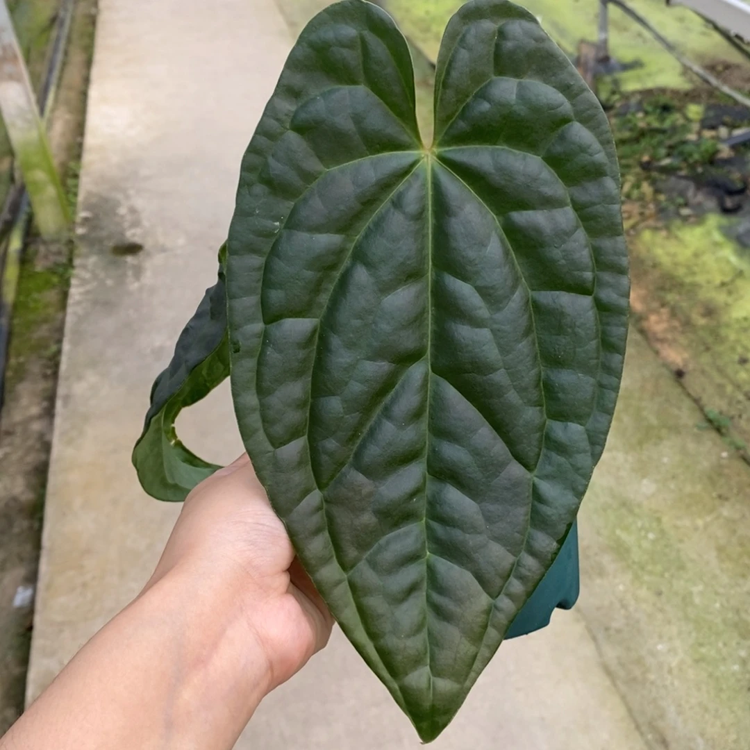 不开花植物papi杂奢华