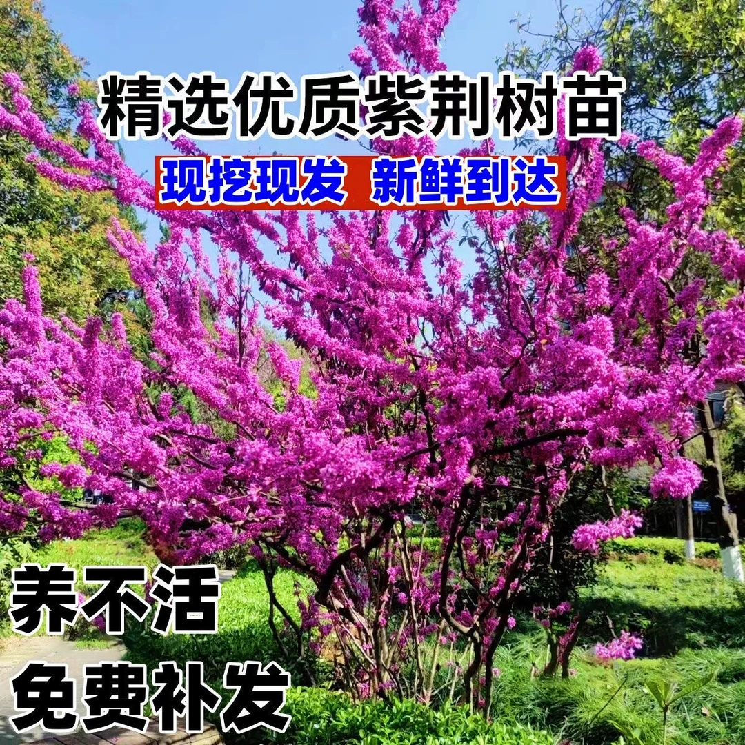 紫荆花树苗大门风景树庭院四季常青紫荆花老桩遮阳耐热耐寒室外