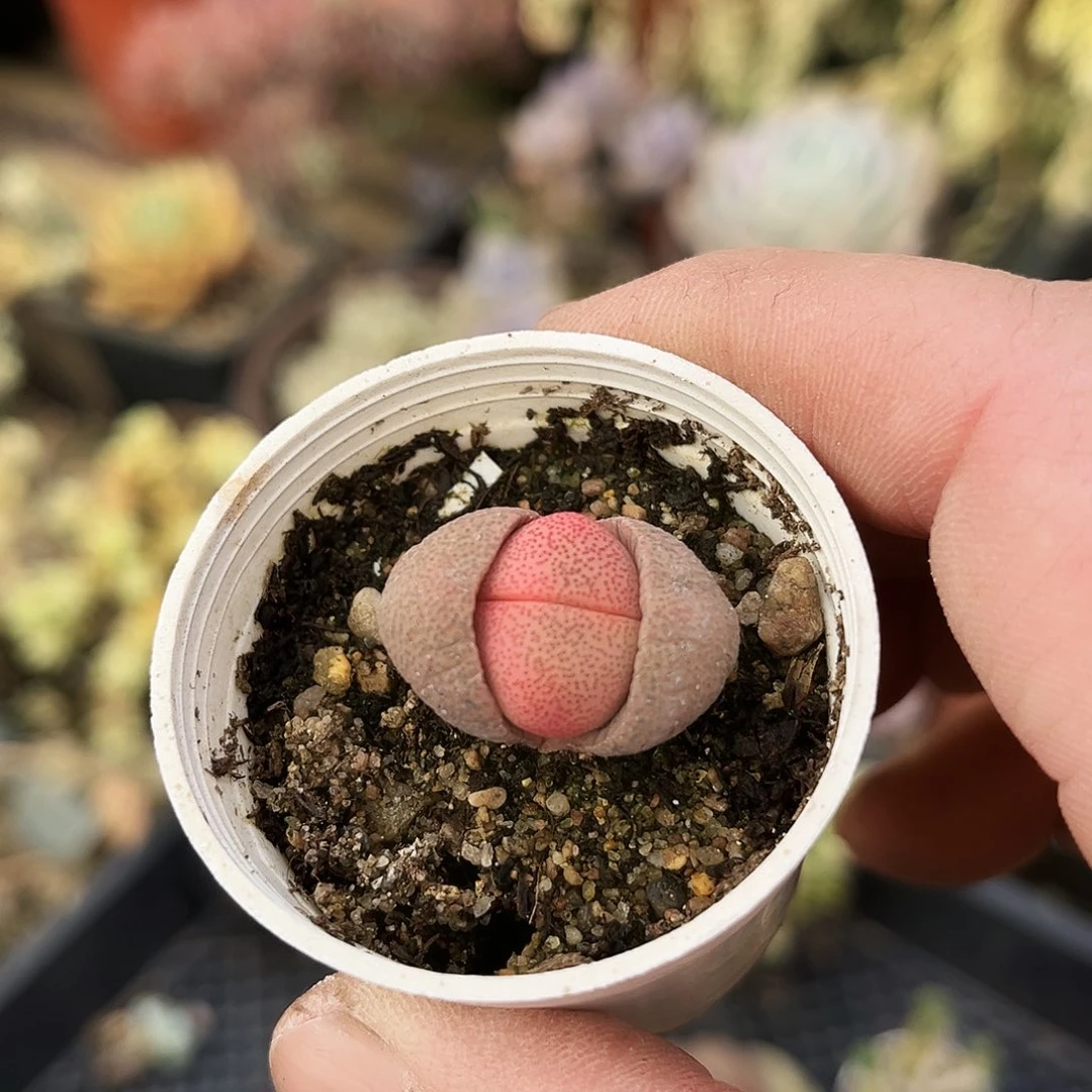 用****7248多肉植物提取萃取剂中