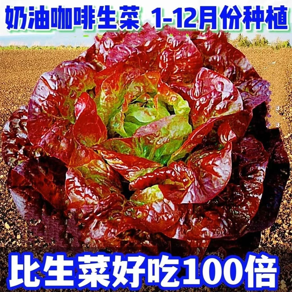 爆品*爆款超超产奶油咖啡生菜种子新紫叶生菜球生菜西生菜籽四季