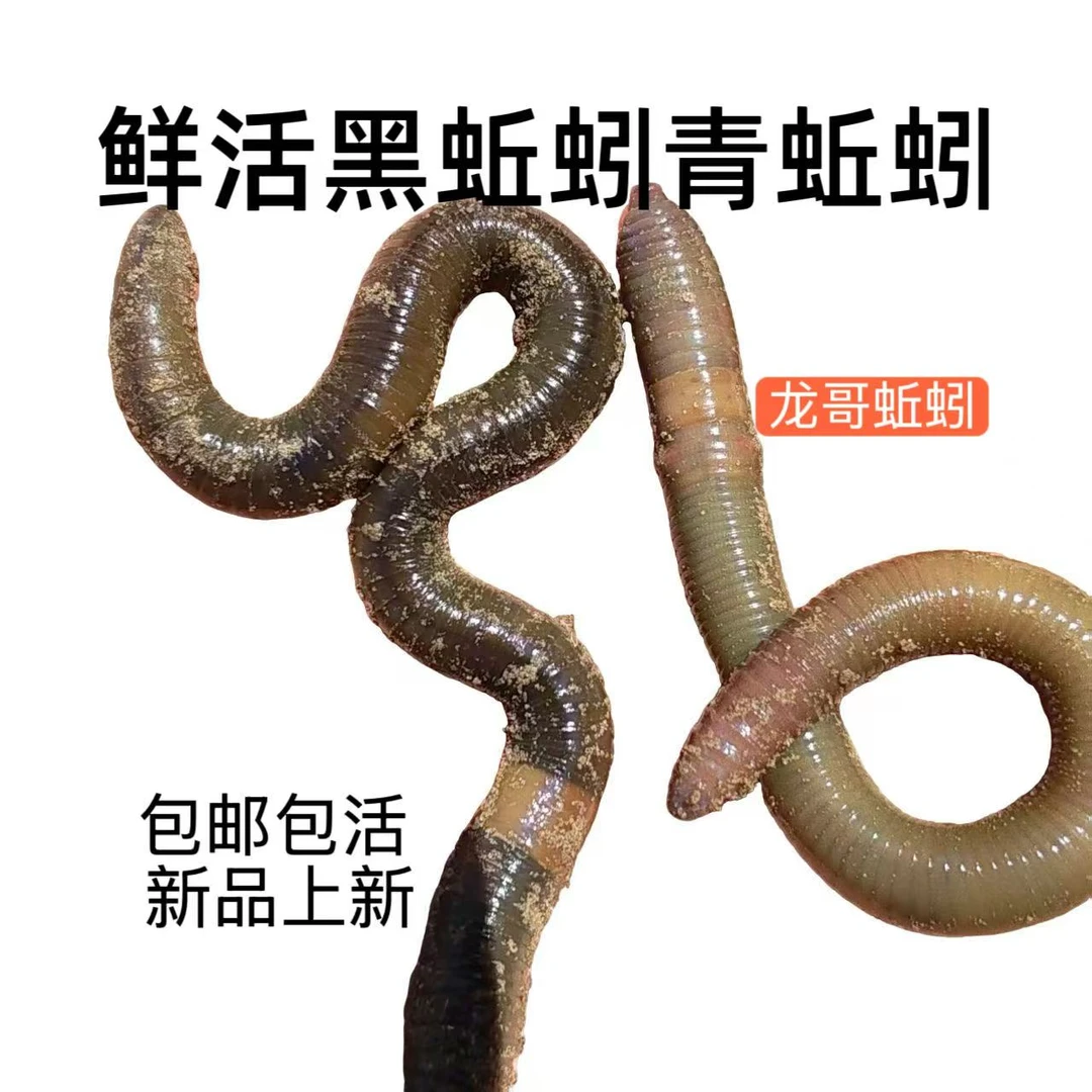 鲜活青蚯蚓黑蚯蚓特大号活体活饵钓黄鳝钓鱼松土地龙