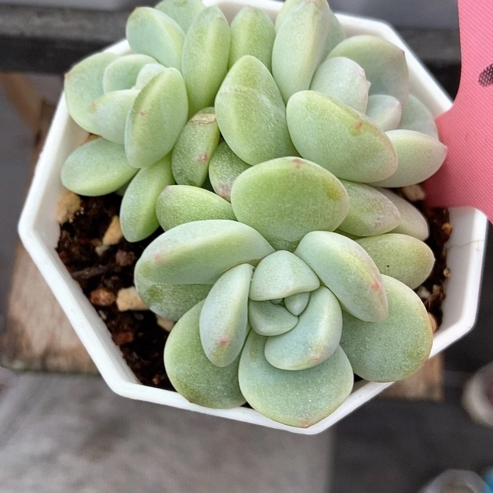 佩***佩多肉植物冰玉1759多肉