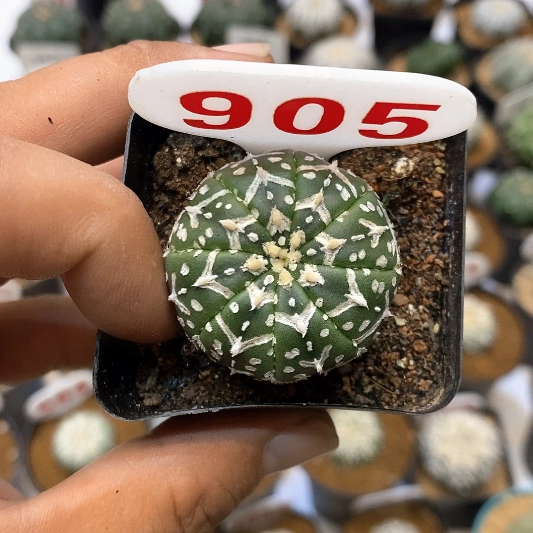 905福利特价咯打个