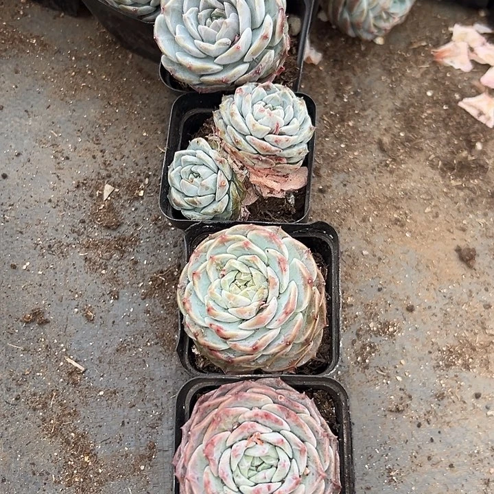 无花朵重楼5盆。